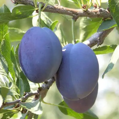 Слива СТЭНЛИ в Дзержинске