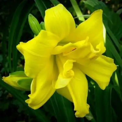 Лилейник ДАБЛ РИВЕР ВАЙ гибридный в Дзержинске