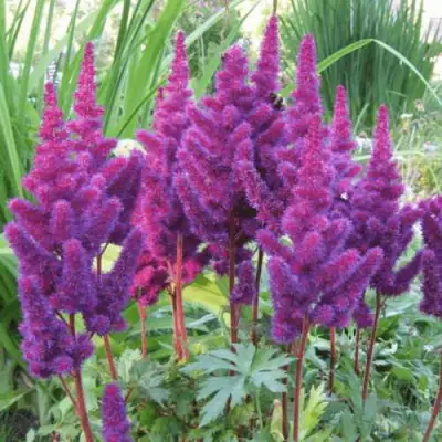 Астильба БЛЭК ЭНД БЛУ китайская в Дзержинске