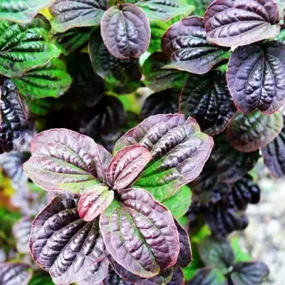 Дерен КОМПРЕССА кроваво-красный в Дзержинске