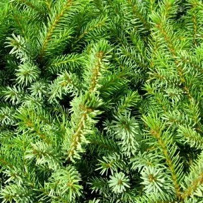 Ель НАНА сербская в Дзержинске