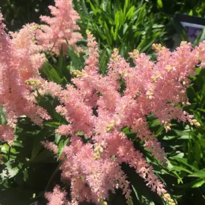 Астильба БРЕССИНГЕМ БЬЮТИ Арендса в Дзержинске