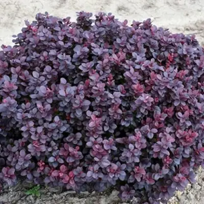 Барбарис КОНКОРД тунберга в Дзержинске