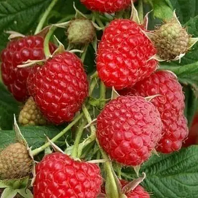 Малина ГЛЕН АМПЛ в Дзержинске