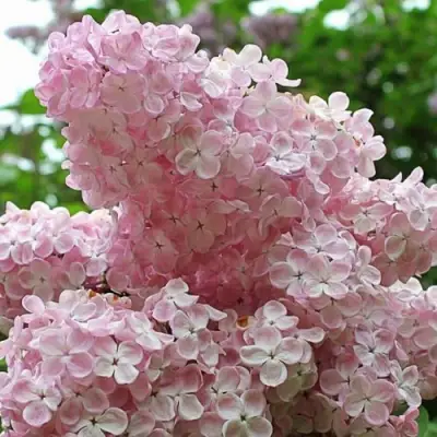 Сирень ВЕЧЕРНИЙ ЗВОН в Дзержинске