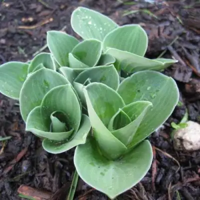 Хоста МОНСТЕР ИРЗ гибридная в Дзержинске