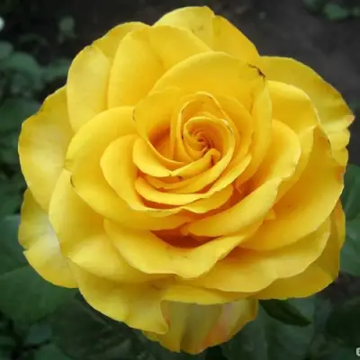 Роза КЕРИО чайно-гибридная в Дзержинске