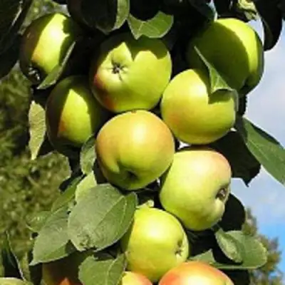 Яблоня ПРЕЗИДЕНТ колонновидная в Дзержинске
