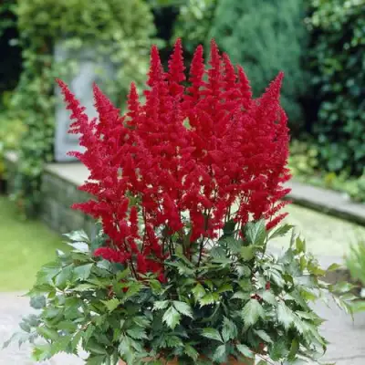 Астильба СПАРТАН Арендса в Дзержинске