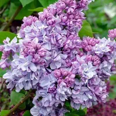 Сирень КАТЕРИНА ХАВЕМЕЙЕР в Дзержинске