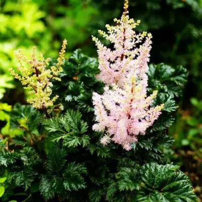 Астильба ЛИЛИПУТ курчавая в Дзержинске