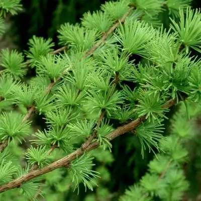 Лиственница европейская в Дзержинске