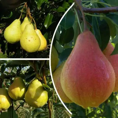 Комплект ТРИ ГРАЦИИ в Дзержинске