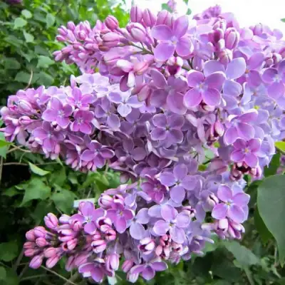 Сирень ОЛЯ в Дзержинске