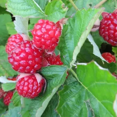 Ежемалина РЕД ДАЙМОНД в Дзержинске