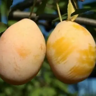 Слива ВАШИНГТОН в Дзержинске