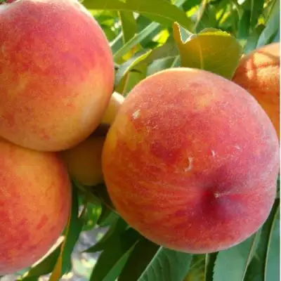 Персик ДИВНЫЙ в Дзержинске