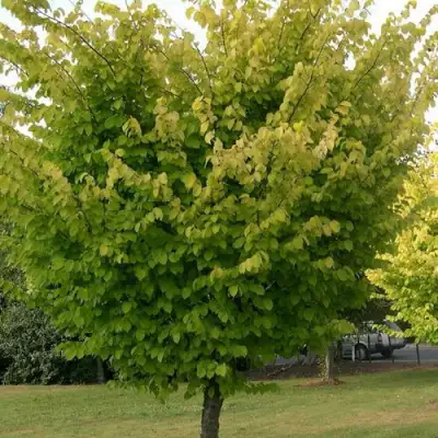 Вяз обыкновенный в Дзержинске