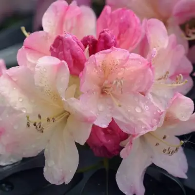 Рододендрон ПЕРСИ ВАЙСМАН в Дзержинске