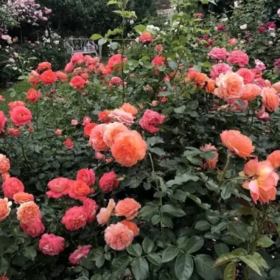 Роза БЕЛЬВЕДЕР шраб в Дзержинске