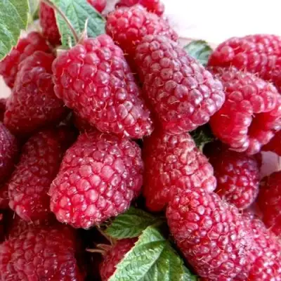 Малина КАСКАД ДЕЛАЙТ в Дзержинске