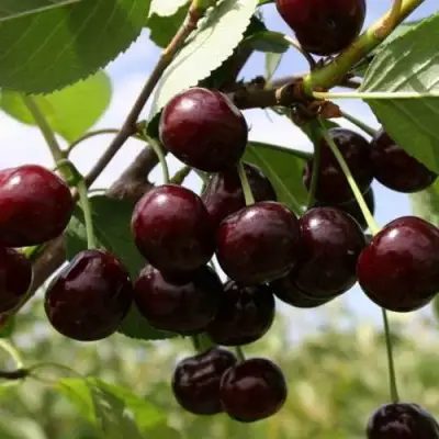 Вишня СВЕРДЛОВЧАНКА степная в Дзержинске