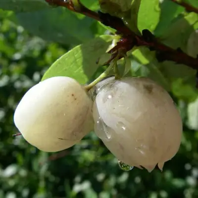 Голубика СНЕГУРОЧКА в Дзержинске