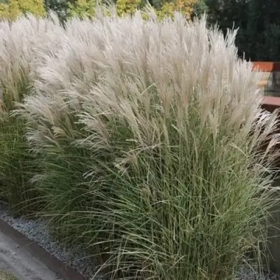 Мискантус КЛЯЙН СИЛЬБЕРСПАЙН китайский  в Дзержинске