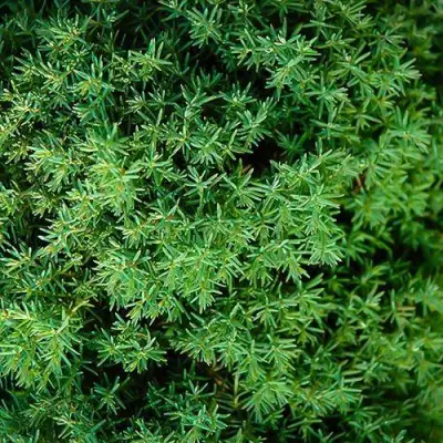 Туя ТЕДДИ западная в Дзержинске