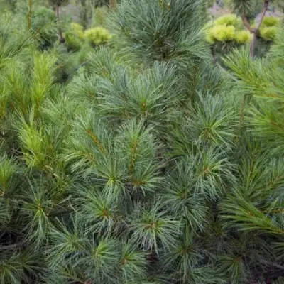 Сосна АРМАНДИ в Дзержинске