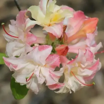 Азалия КЭННОНС ДАБЛ листопадная в Дзержинске