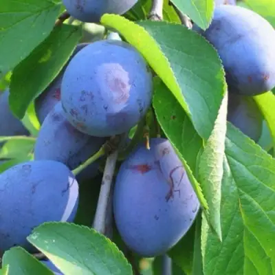 Слива ПЕРДРИГОН в Дзержинске