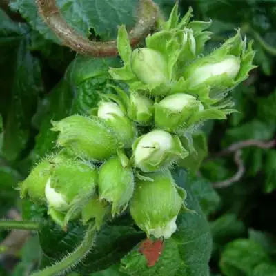 Фундук ВЕББА ЦЕННЫЙ в Дзержинске