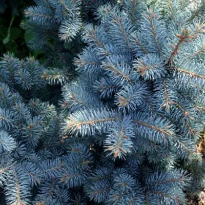 Ель МАДЖЕСТИК БЛЮ колючая в Дзержинске