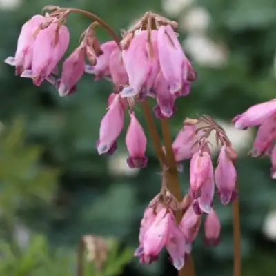 Дицентра изящная в Дзержинске