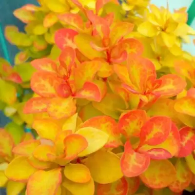 Барбарис САММЕР САНСЕТ тунберга в Дзержинске