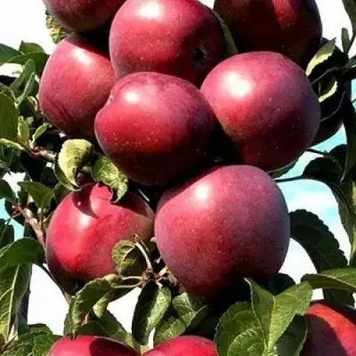 Яблоня СОЗВЕЗДИЕ колонновидная в Дзержинске