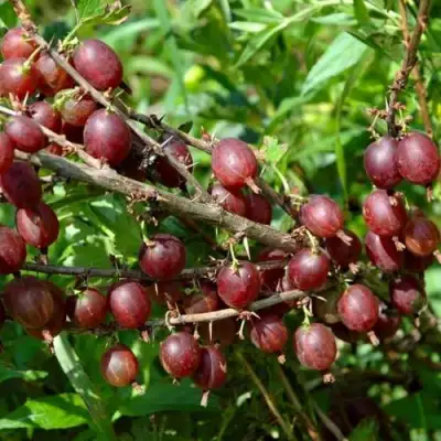 Крыжовник ОЛАВИ (ХИННОНМАЕН ПУНАЙНЕН) в Дзержинске