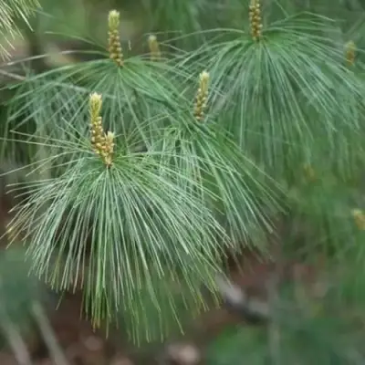 Сосна АРМАНДИ в Дзержинске