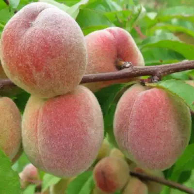 Персик ЕЛГАВСКИЙ в Дзержинске