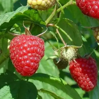 Малина ТАДМОР в Дзержинске