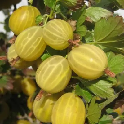 Крыжовник ЯРОВОЙ в Дзержинске