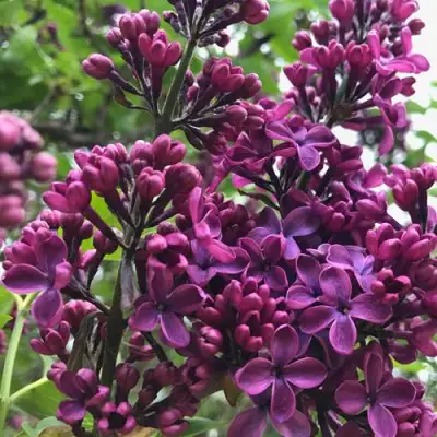 Сирень ЛЮДВИГ ШПЕТ в Дзержинске