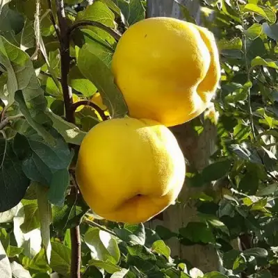 Айва МАРИЯ в Дзержинске