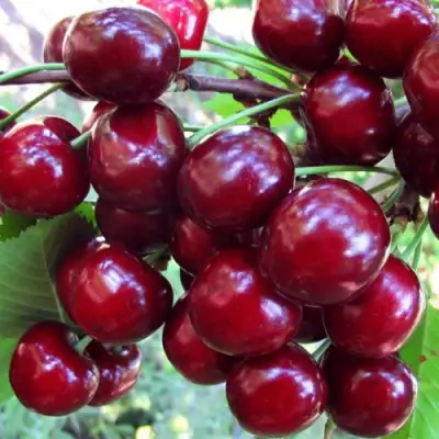 Вишня ЖУКОВСКАЯ в Дзержинске