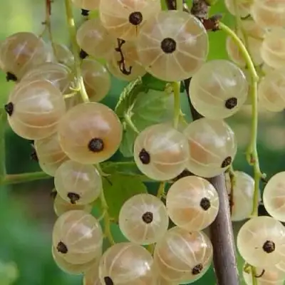 Смородина белая СМОЛЬЯНИНОВСКАЯ в Дзержинске