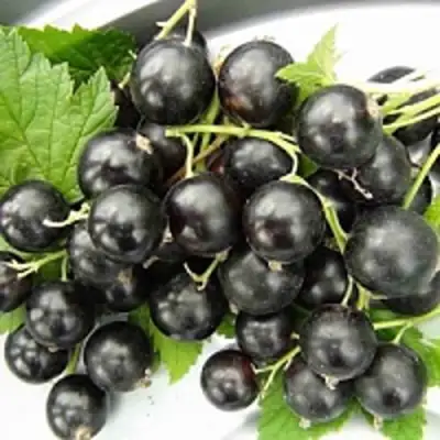 Смородина чёрная ТИТАНИЯ в Дзержинске