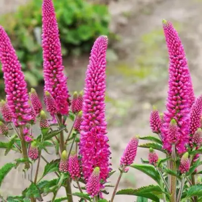 Вероника ФЕРСТ ЛАВ длиннолистная в Дзержинске