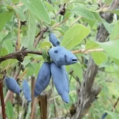 Жимолость съедобная ПУШКИНСКАЯ в Дзержинске