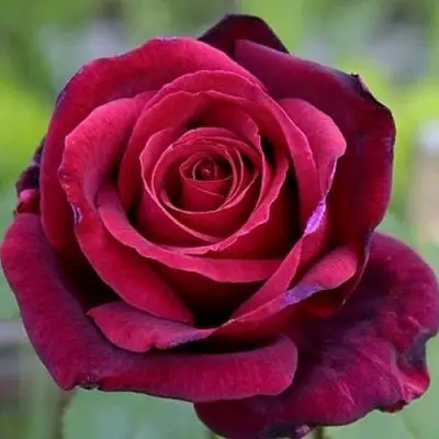 Роза ПАПА МЕЙЯН чайно-гибридная в Дзержинске